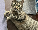 Кошки в Москве: Натан - чудо-кот (1,5 г.) в добрые руки Мальчик, Бесплатно - фото 5