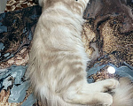 Кошки в Ахтубинске: Котята Мальчик, 25 000 руб. - фото 3