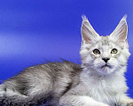 Кошки в Москве: Мейн кун котенок Мальчик, Бесплатно - фото 2