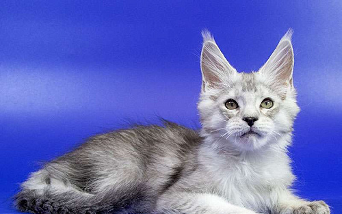 Мейн кун котенок