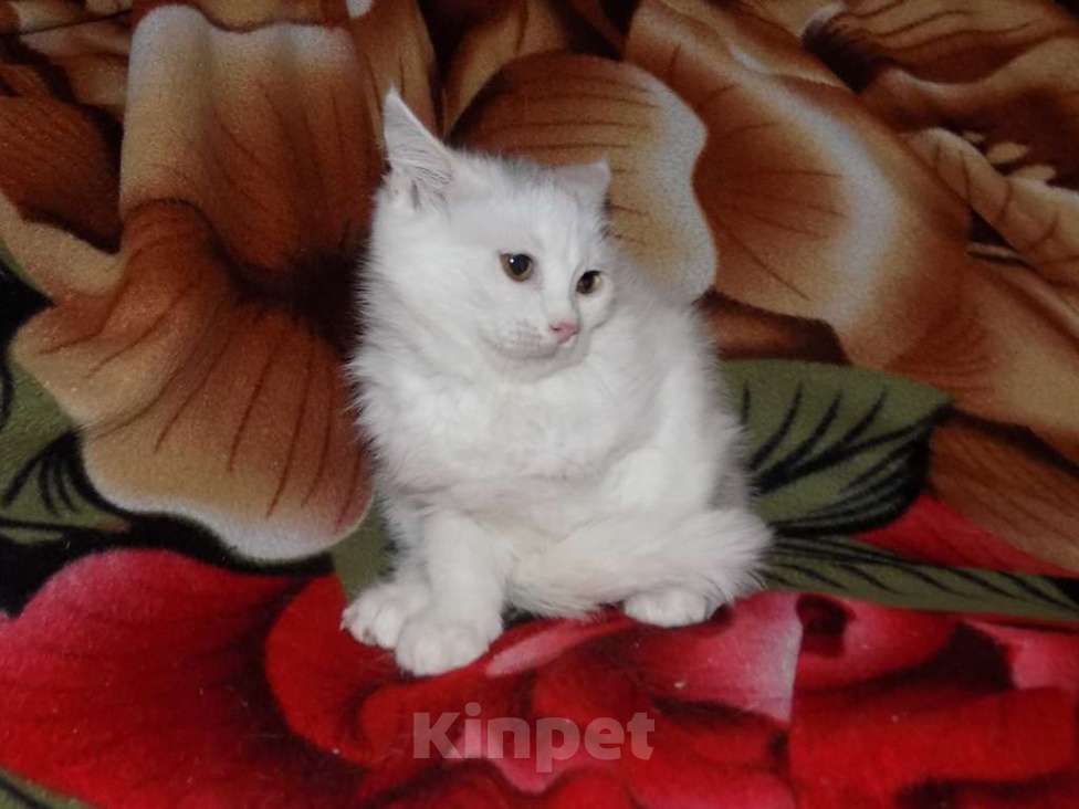 Кошки в Москве: Котята анатолийские девочки Девочка, 8 000 руб. - фото 2