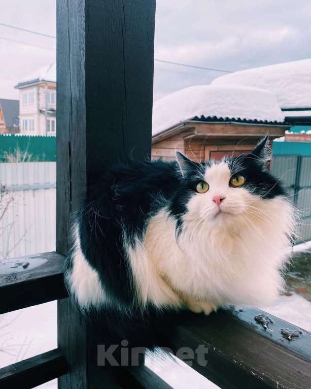 Кошки в Белоозёрском: Потерялся чёрно-белый кот! Мальчик, Бесплатно - фото 6