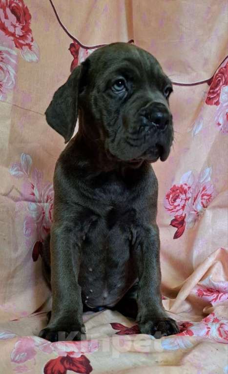 Собаки в других городах Московской области: Серая ласковая малышка Девочка, 40 000 руб. - фото 4