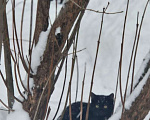 Кошки в Москве: Котята живут под ёлкой Девочка, Бесплатно - фото 4
