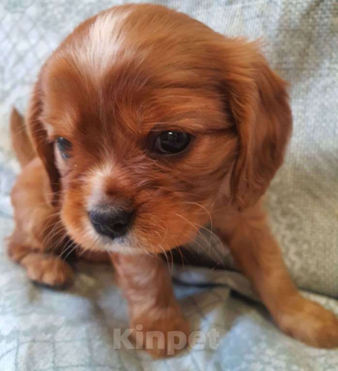 Собаки в других городах Московской области: Предлагаем вам стать владельцем щенка королевской породы Девочка, 80 000 руб. - фото 3