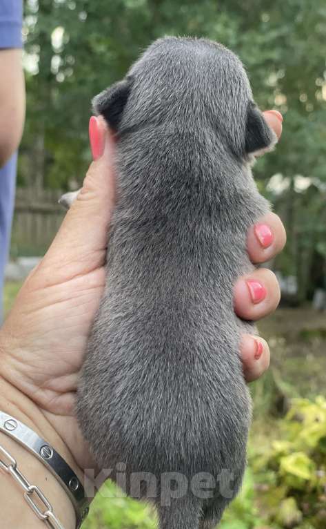 Собаки в Москве: Чихуахуа триколор кобель Мальчик, 25 000 руб. - фото 5