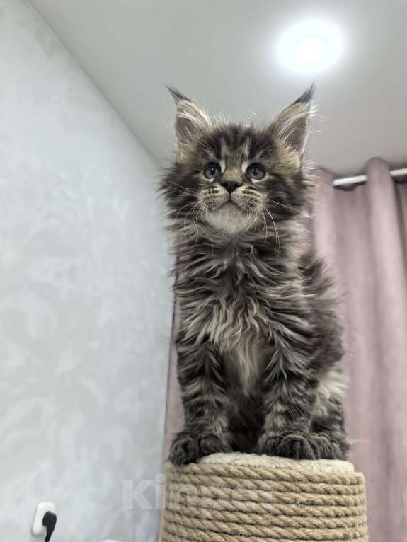 Кошки в Санкт-Петербурге: Мейн кун котята Мальчик, Бесплатно - фото 3