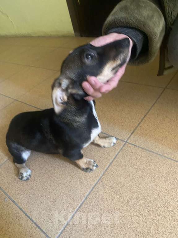 Собаки в Краснодаре: Щенок таксы девочки  Девочка, Бесплатно - фото 2