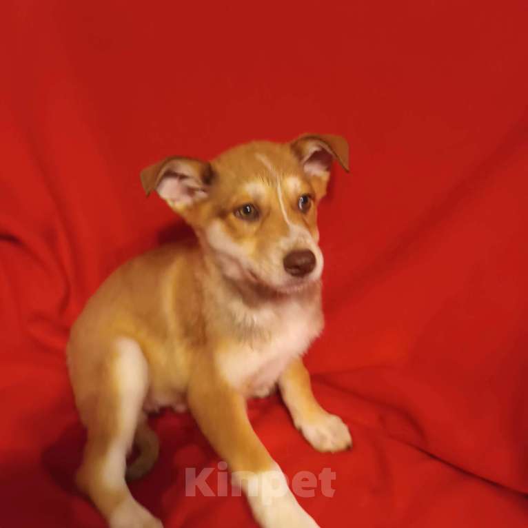 Собаки в Санкт-Петербурге: Щенок в добрые руки Девочка, Бесплатно - фото 3