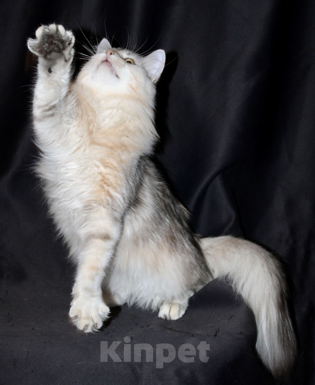 Кошки в Тюмени: Сибирский котёнок Девочка, 15 000 руб. - фото 9