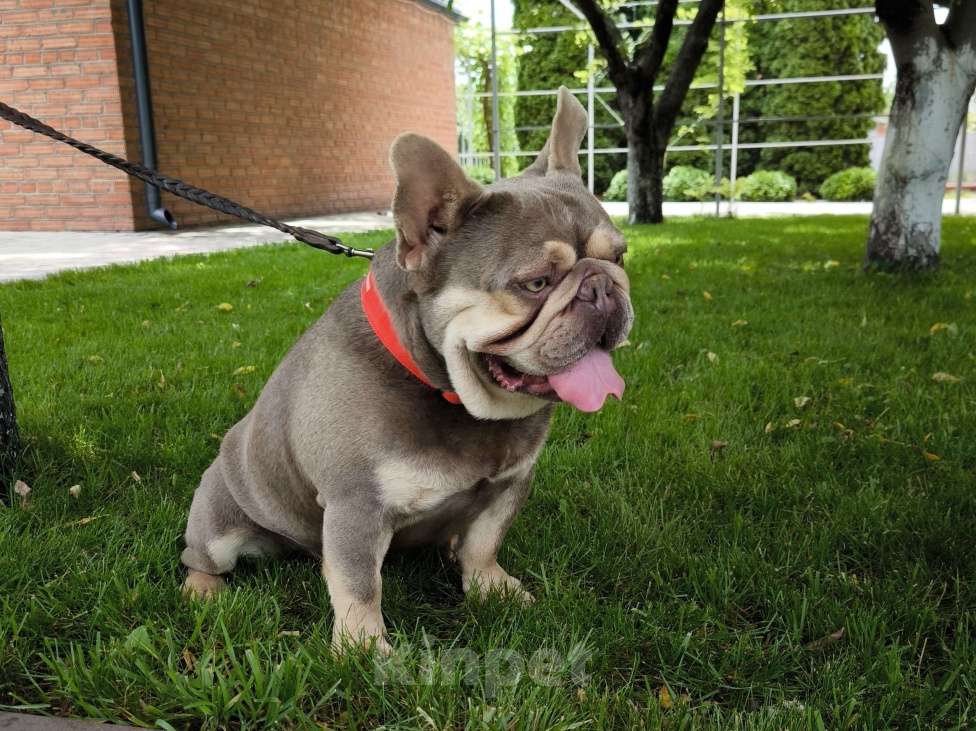 Собаки в Тимашевске: Приглашаем невест. Мальчик, 30 000 руб. - фото 6