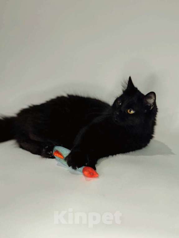 Кошки в Балашихе: Гера Девочка, Бесплатно - фото 4