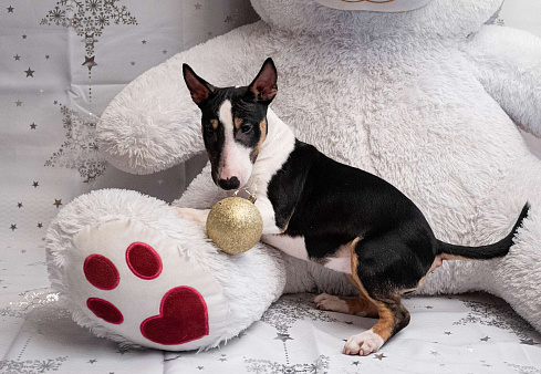 Предлагаются к продаже щенки миниатюрного бультерьера 