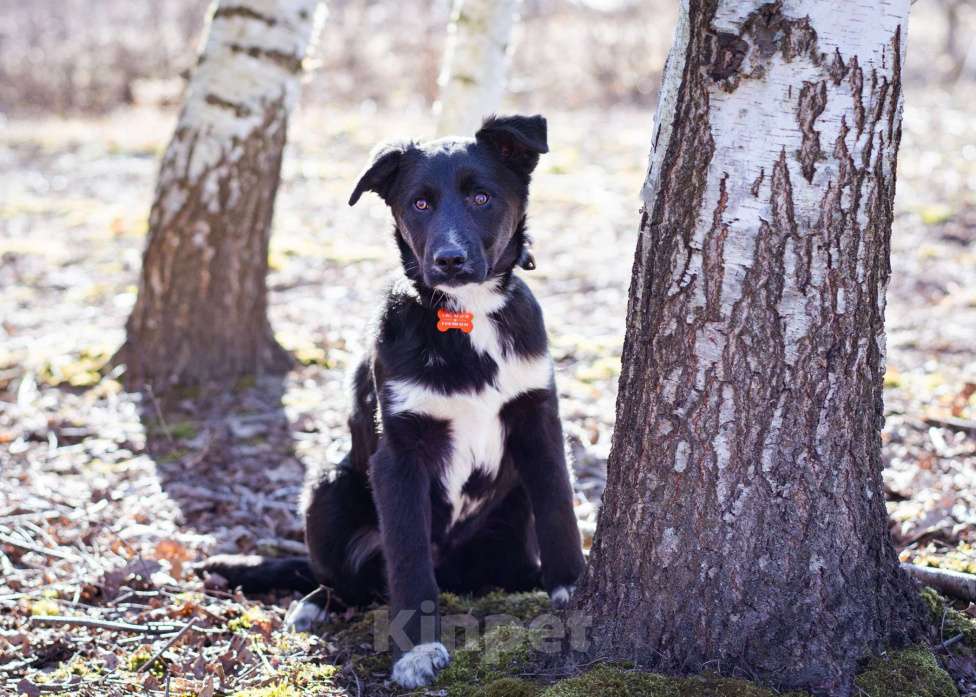 Собаки в Москве: Щенок в дар Мальчик, Бесплатно - фото 4