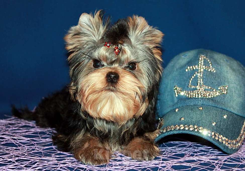 Собаки в Москве: Мальчик Йорк от чемпионов. Мальчик, 70 000 руб. - фото 5