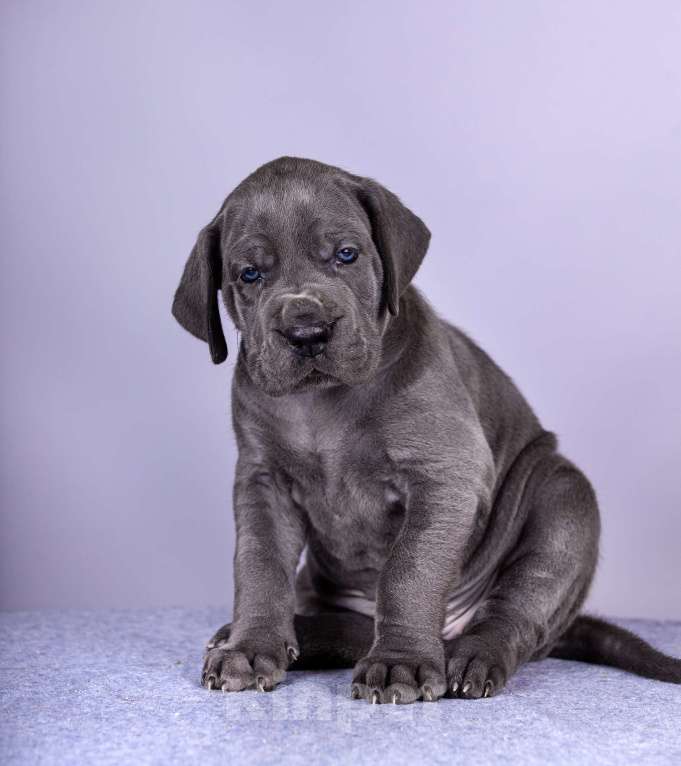 Собаки в Нижнем Новгороде: Немецкий Дог Чемпион Моего Сердца (Жёлтая лента) Мальчик, 100 000 руб. - фото 7