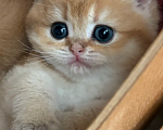 Кошки в Симферополе: Британские котята Девочка, 35 000 руб. - фото 1