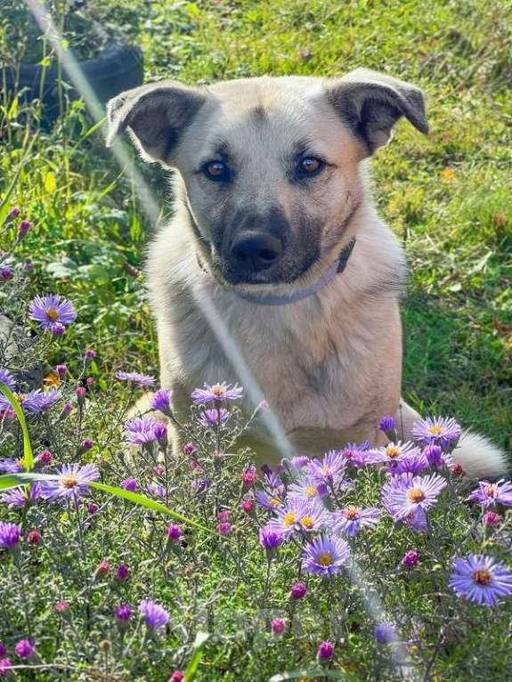 Собаки в Москве: Молодой небольшой чудесный пёсик Люмос в добрые руки Мальчик, Бесплатно - фото 6
