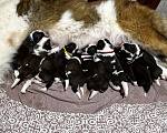 Собаки в Сергиеве Посаде: Малыши московской сторожевой  Мальчик, 60 000 руб. - фото 1