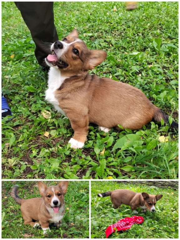 Собаки в Екатеринбурге: Щенки Корги Кардиган  Мальчик, Бесплатно - фото 3