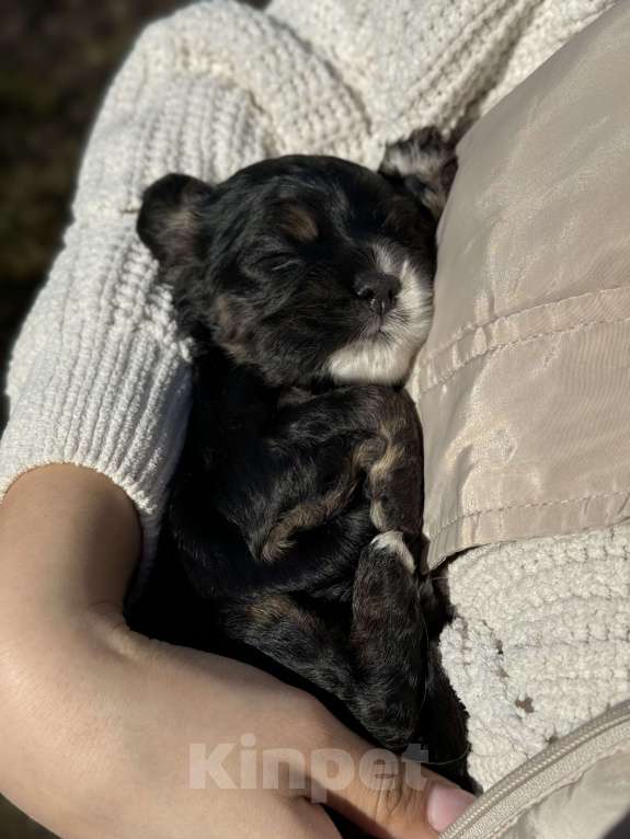 Собаки в Пскове: Американский Кокер Спаниель Девочка, 30 000 руб. - фото 3