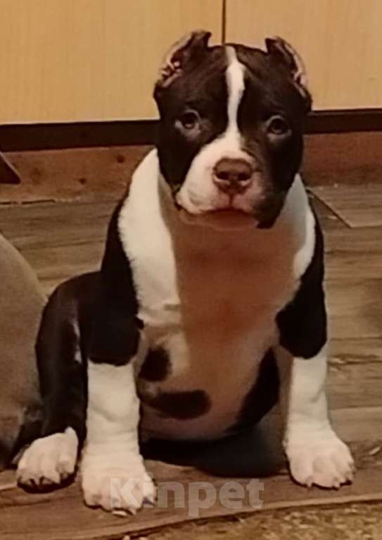 Собаки в Абинске: Мальчишка булли Мальчик, 60 000 руб. - фото 2