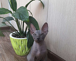 Кошки в Владивостоке: Котёнок Донского сфинкса  Мальчик, 15 000 руб. - фото 1