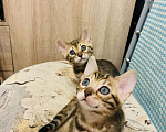Кошки в Теберде: Бенгальские котята, 10 руб. - фото 1