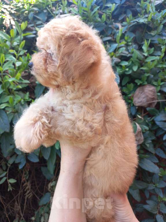 Собаки в Краснодаре: Той-пудель девочка Девочка, Бесплатно - фото 4