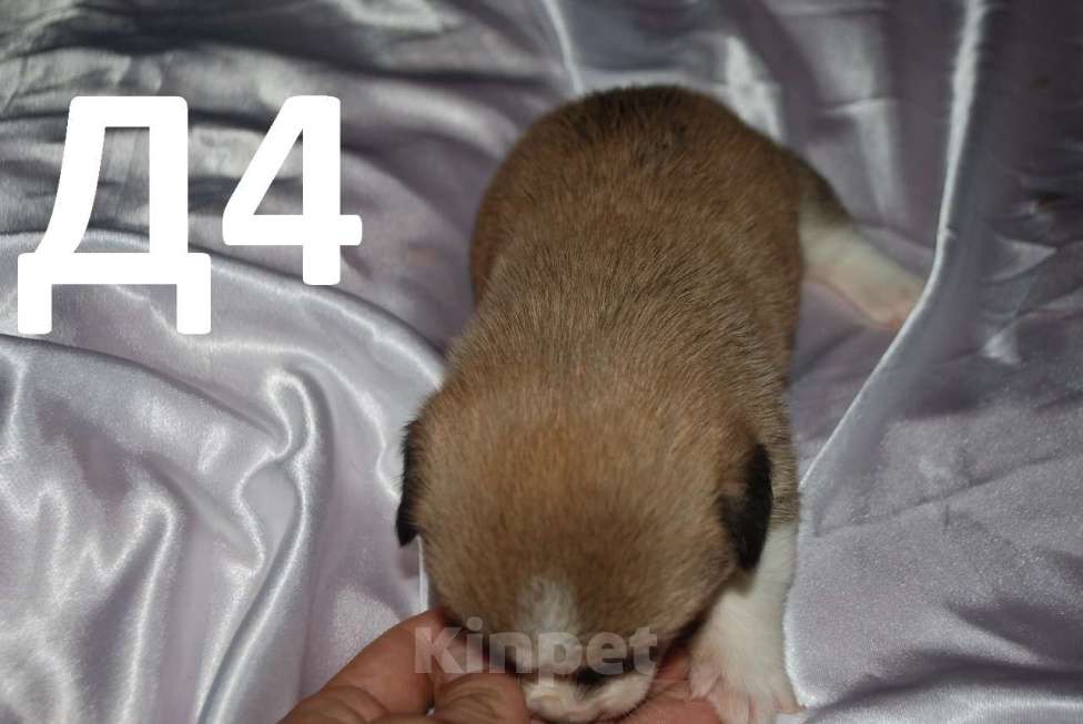 Собаки в Севастополе: Щенки вельш-корги пемброк девочки Девочка, 55 000 руб. - фото 3