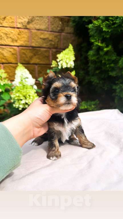 Собаки в Москве: Девочка мелкий стандарт  Девочка, 65 000 руб. - фото 3