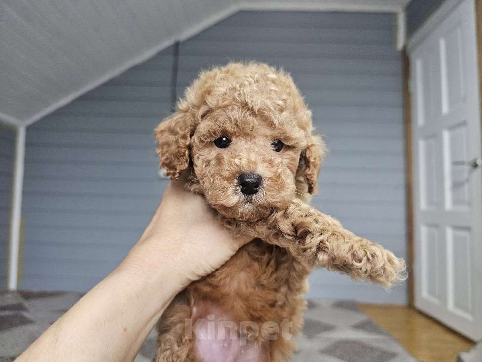 Собаки в Москве: Щенки той и миниатюрного пуделя  ркф Мальчик, 50 000 руб. - фото 5