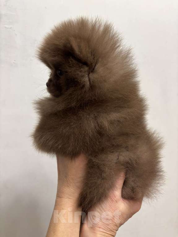 Собаки в Великом Новгороде: Померанский шпиц продажа Мальчик, 70 000 руб. - фото 5