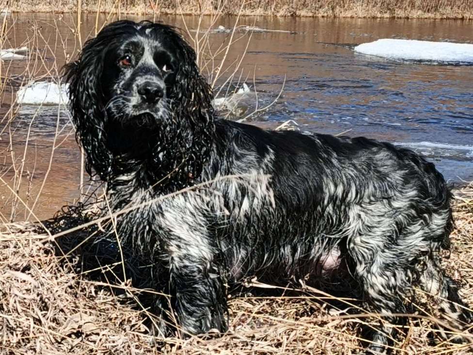 Собаки в Иркутске: Щенки русского спаниеля Мальчик, 6 000 руб. - фото 1