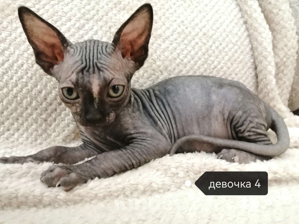 Кошки в Ульяновске: Котенок канадского сфинкса Девочка, 8 000 руб. - фото 1