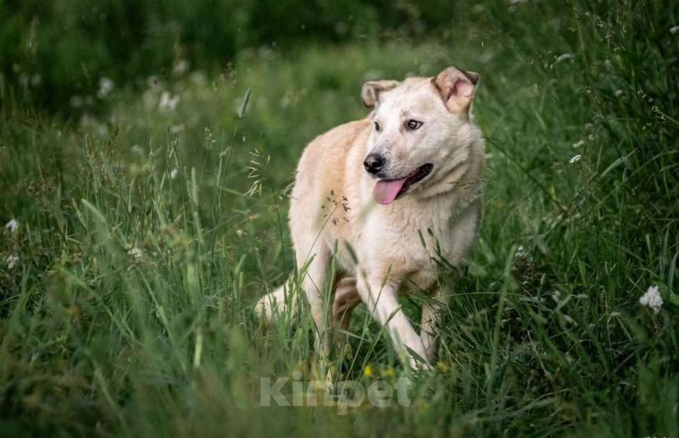 Собаки в других городах Владимирской области: Белоснежка в добрые руки) Девочка, Бесплатно - фото 5