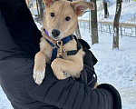 Собаки в Уфе: Щенок Девочка, 300 руб. - фото 4