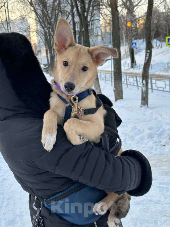 Собаки в Уфе: Щенок Девочка, 300 руб. - фото 4