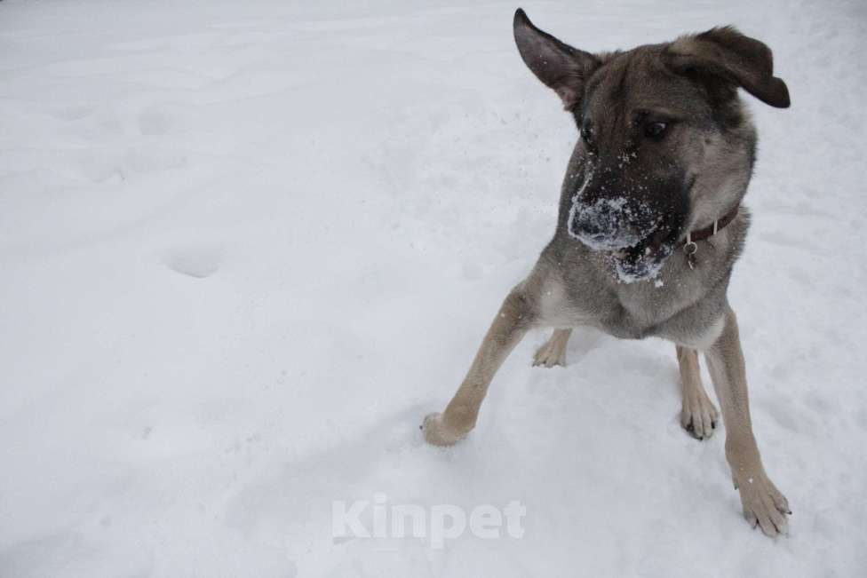 Собаки в Балашихе: Ласковая молодая собака в добрые руки. Москва и МО Девочка, Бесплатно - фото 2
