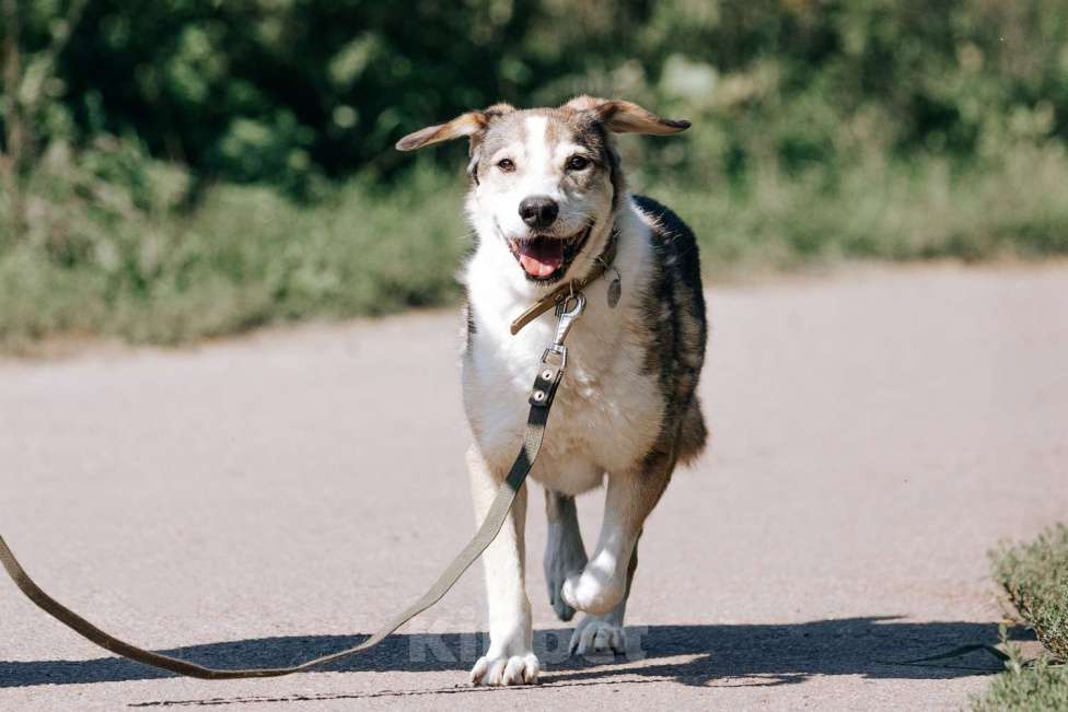 Собаки в Москве: Герасим Мальчик, Бесплатно - фото 2