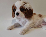 Собаки в других городах Московской области: Девочка кавалер Кинг Чарльз спаниель Девочка, 130 000 руб. - фото 4