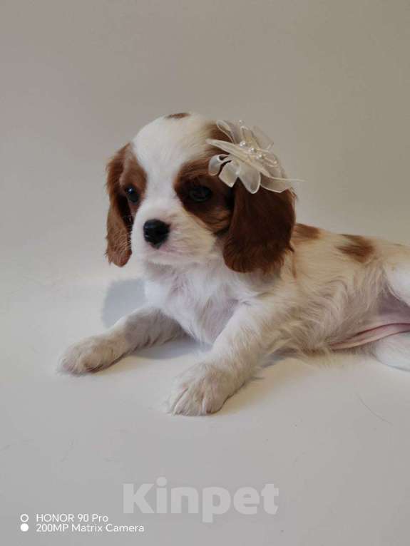 Собаки в других городах Московской области: Девочка кавалер Кинг Чарльз спаниель Девочка, 130 000 руб. - фото 4