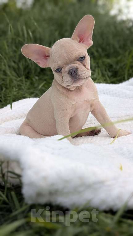 Собаки в других городах Крыма: Французская красотка Девочка, 100 000 руб. - фото 10