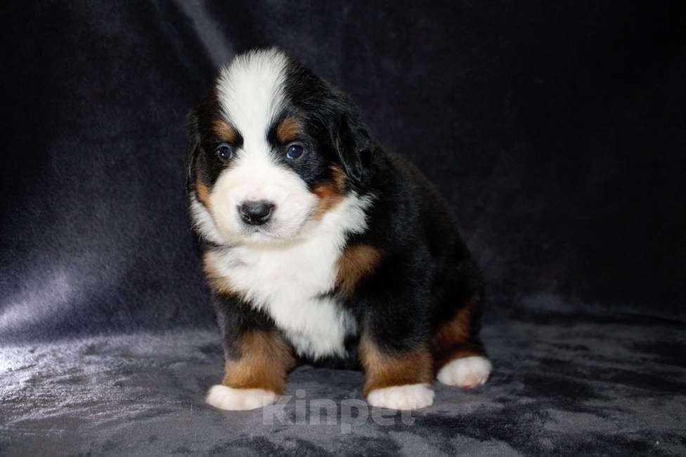 Собаки в других городах Московской области: Бернский зенненхунд Девочка, 120 000 руб. - фото 9