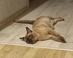 Кошки в Новосибирске: Ищем Бурманскую кошку для вязки коту! Мальчик, Бесплатно - фото 1