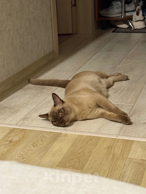 Кошки в Новосибирске: Ищем Бурманскую кошку для вязки коту! Мальчик, Бесплатно - фото 1