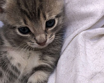 Кошки в Туапсе: Котятки в добрые руки Мальчик, Бесплатно - фото 7