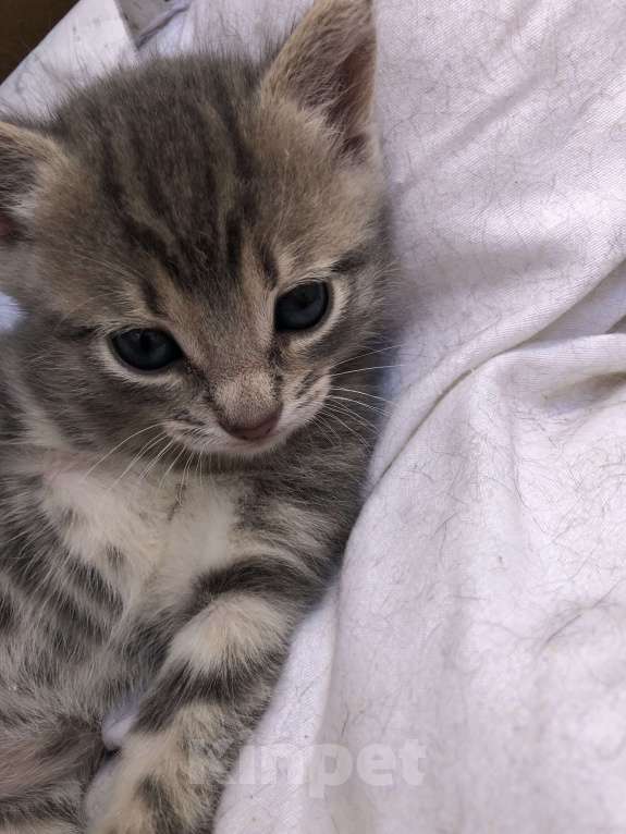 Кошки в Туапсе: Котятки в добрые руки Мальчик, Бесплатно - фото 7