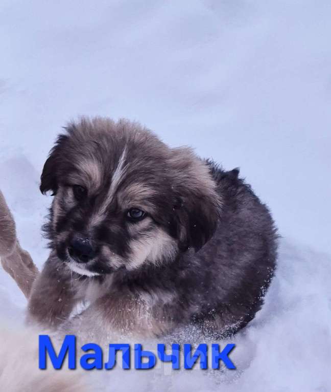 Собаки в Ессентуках: Мальчик крупный Мальчик, Бесплатно - фото 1