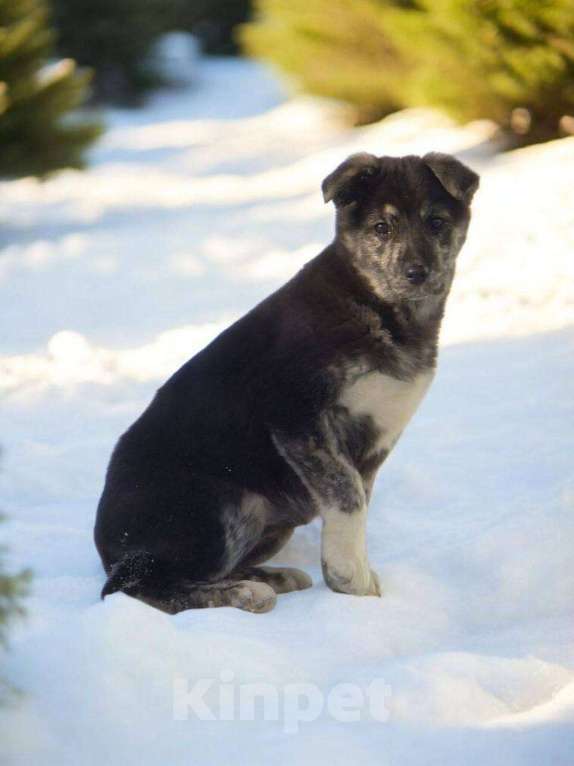 Собаки в Москве: Малышка-вундеркинд ищет дом! Девочка, Бесплатно - фото 2